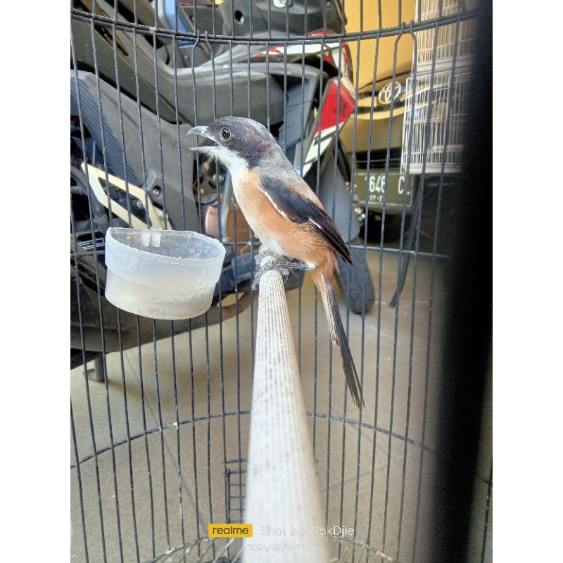 [Instan] Burung cendet pentet Jatim istimewa