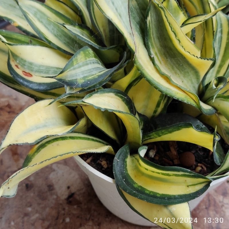 Sansevieria Pagoda Tower Sansivera Twister mutant gold banner Mutasi