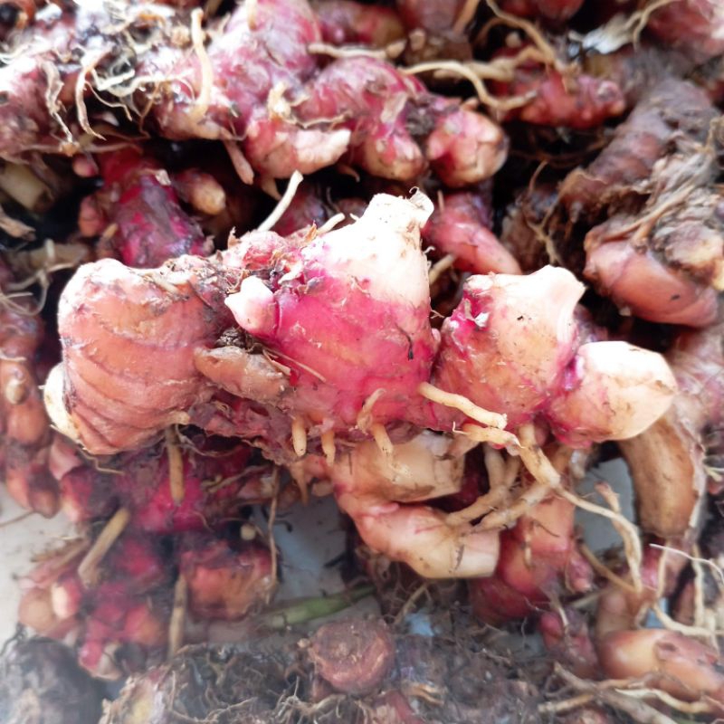 

jahe merah