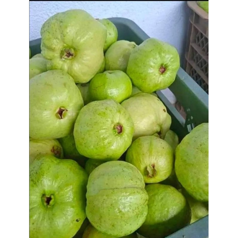 

JAMBU KRISTAL | 1KG