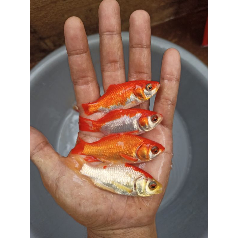 ikan hias mas komet, merah, slayer dll