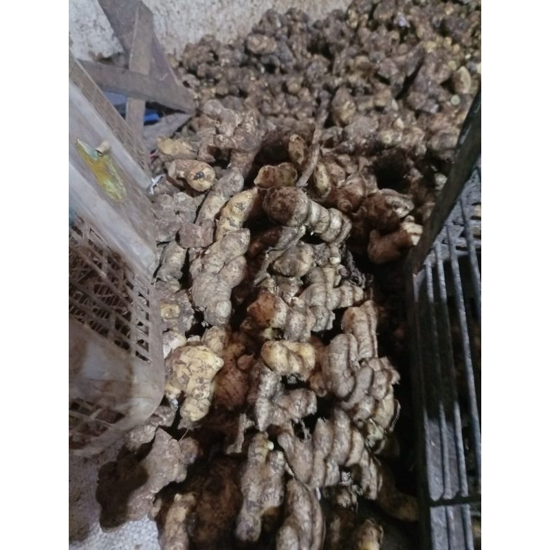 

Jahe Gajah Murah 1kg