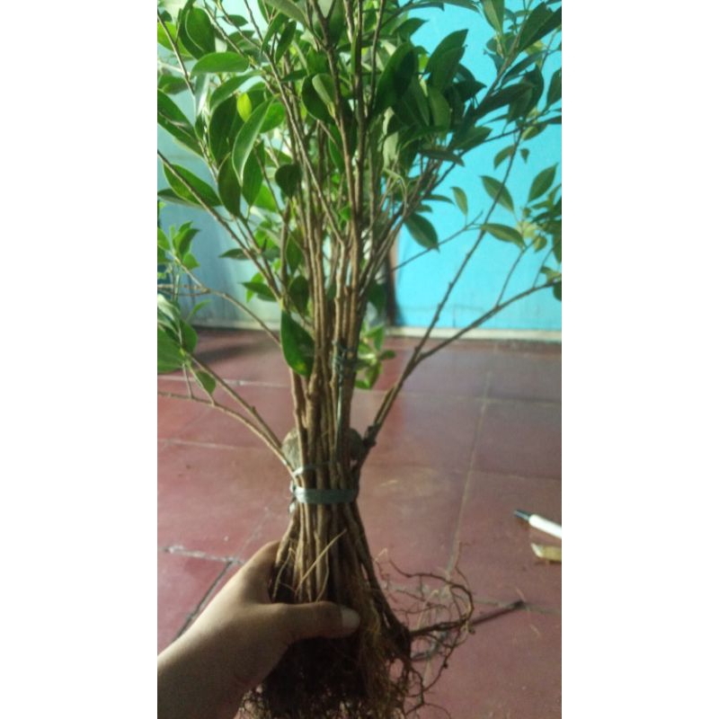 bibit kimeng bahan gabungan murah