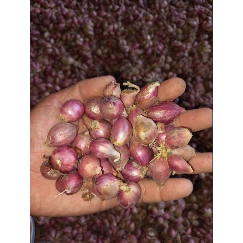 

BAWANG MERAH LOKAL TULUNGAGUNG TANGGUNG KECIL