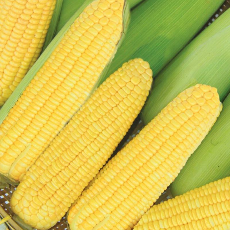 

jagung manis