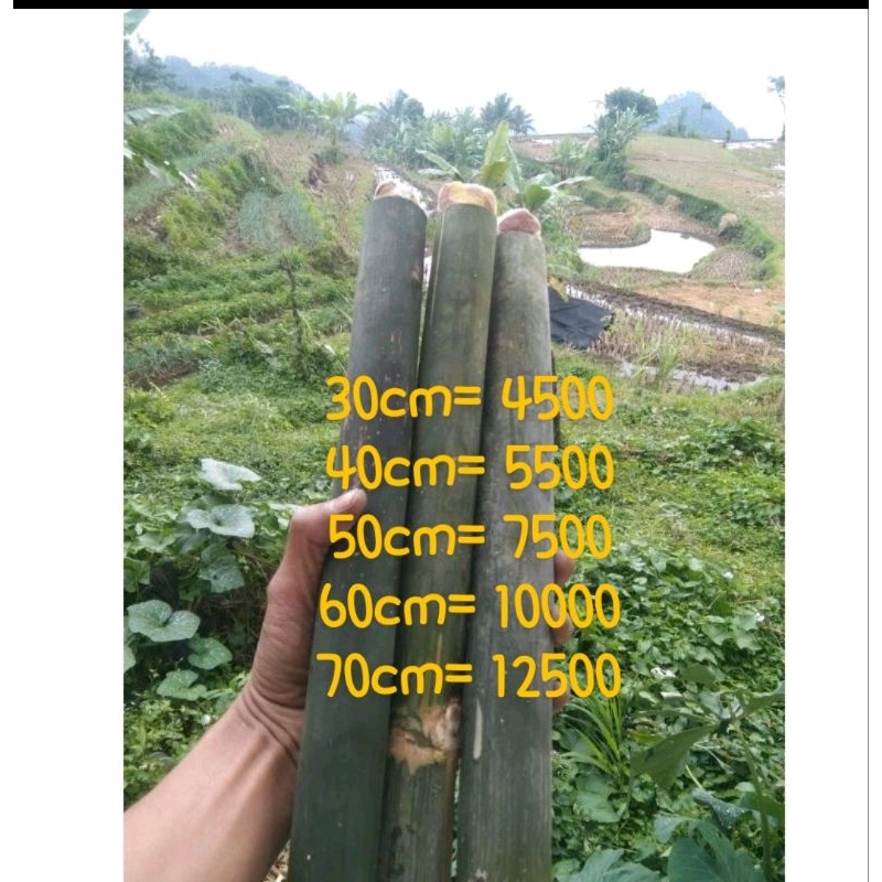 obor bambu hijau + sumbu