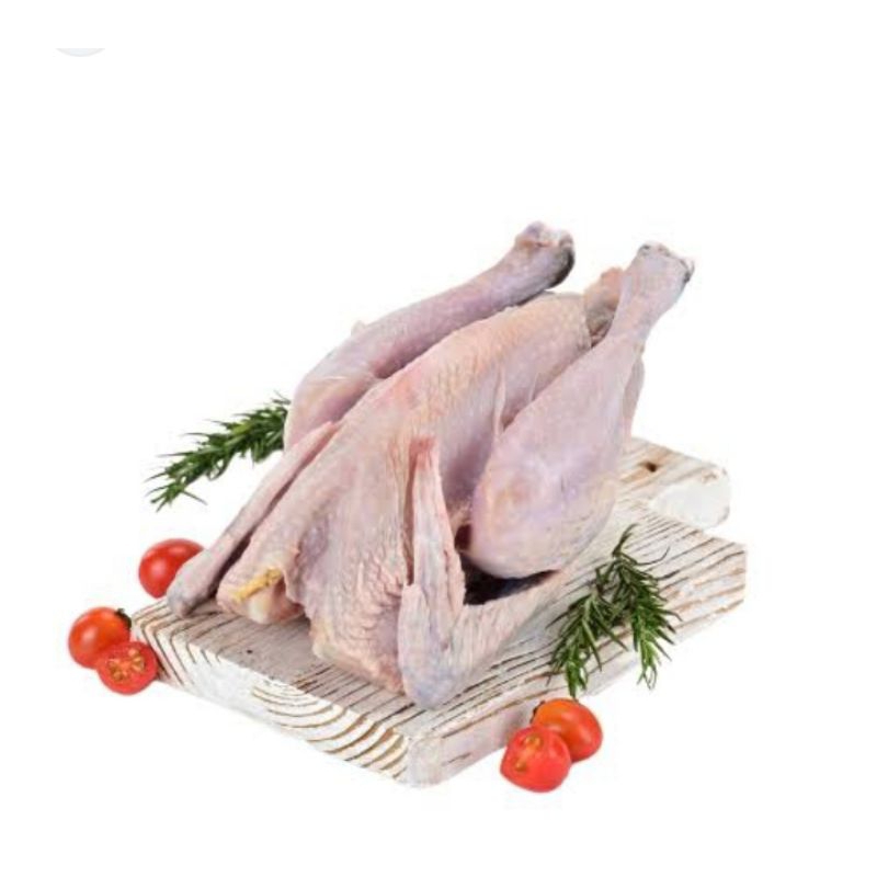 

ayam kampung segar