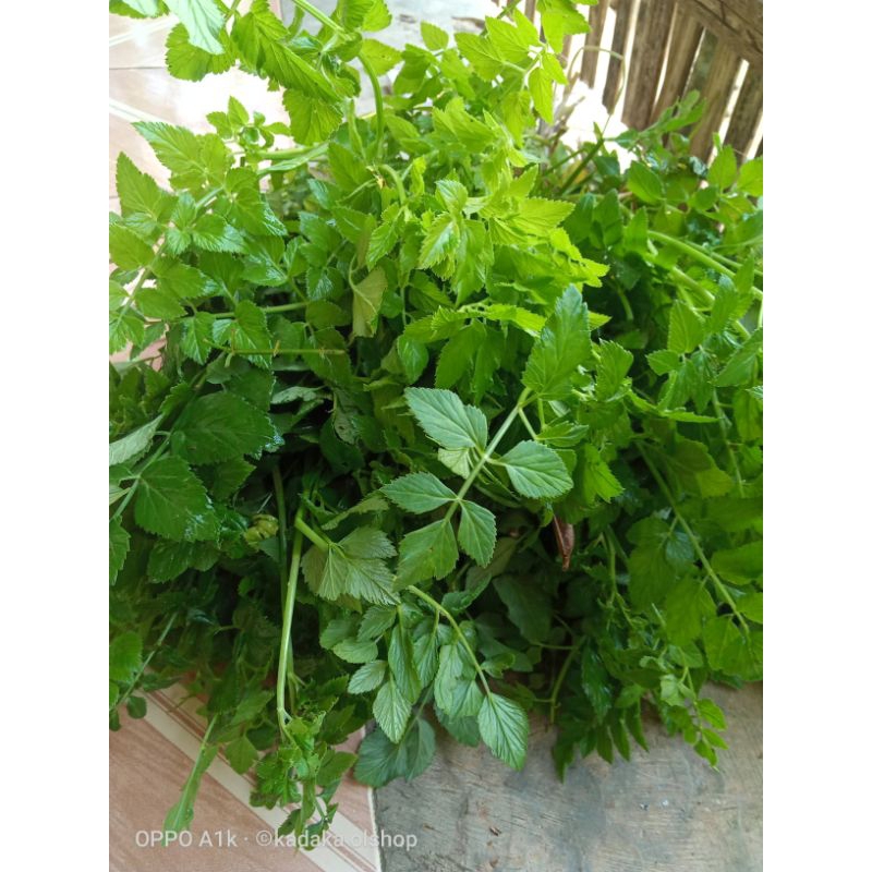 

Jual daun tespong per 100 grm bisa buat bibit atau buat sayuran lagaung daun tespong atau seladren