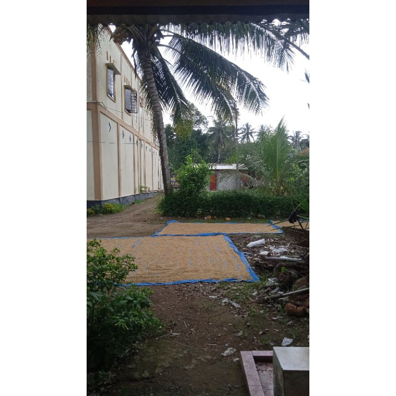 

Beras pulpen sawah utara