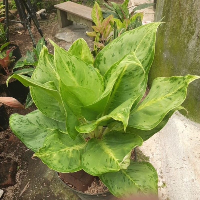 Aglonema silver queen/aglo silver queen