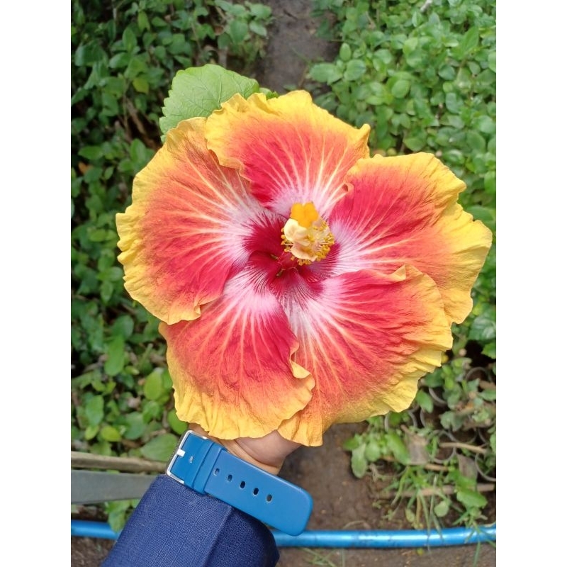 Hibiscus import acapulco/Hibiscus import termurah