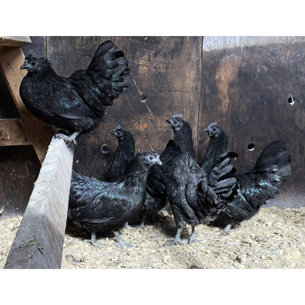 telur ayam cemani lidah hitam