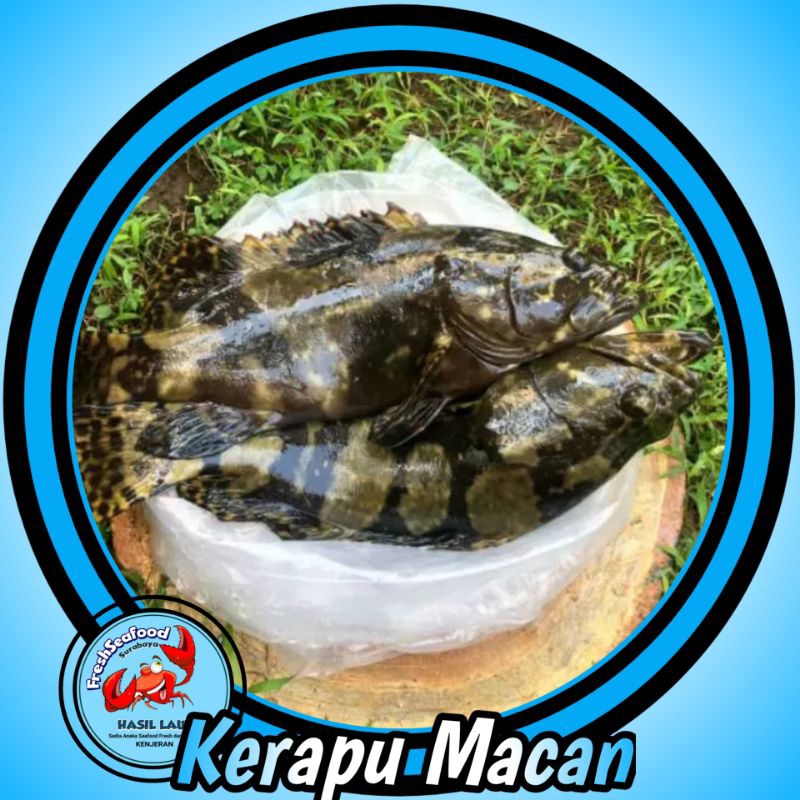 

Ikan kerapu macan fresh 1 kg