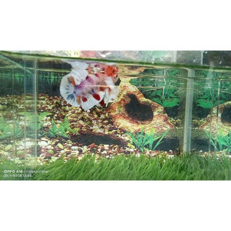 IKAN CUPANG DUMBO EAR FLAKAT MULTI