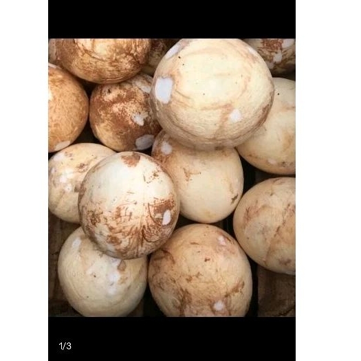 

kelapa
