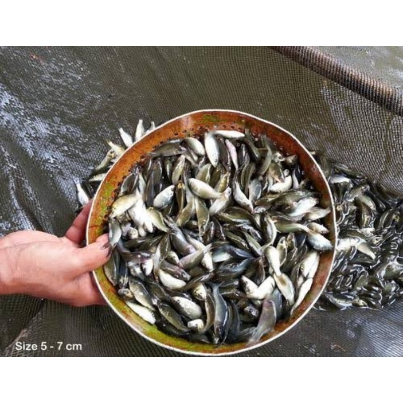 bibit ikan mas hitam 7-8 cm