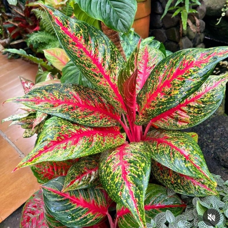 AGLONEMA HOT LADY MUTASI SUPER /AGLONEMA HOT LADY/ TANAMAN HIAS AGLAONEMA HOT LADY MURAH/ Tanaman hi