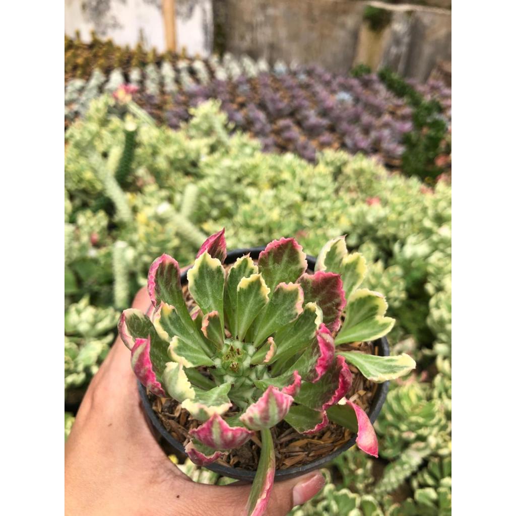 euphorbia monodenium variegata