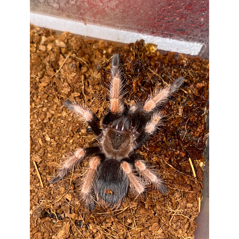 mainan brachypelma boehmei 5cm