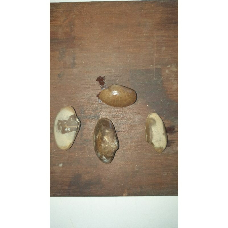 kijing bungkem natural alam