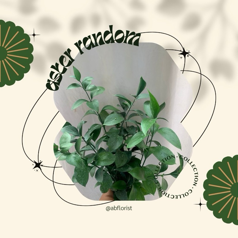 1 Ikat Daun Potong Ruskus Segar Bunga Potong Segar