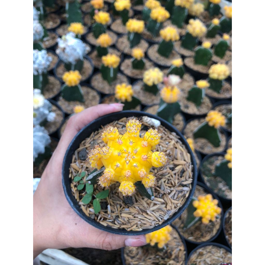 kaktus gymno import kuning indukan FREE POT