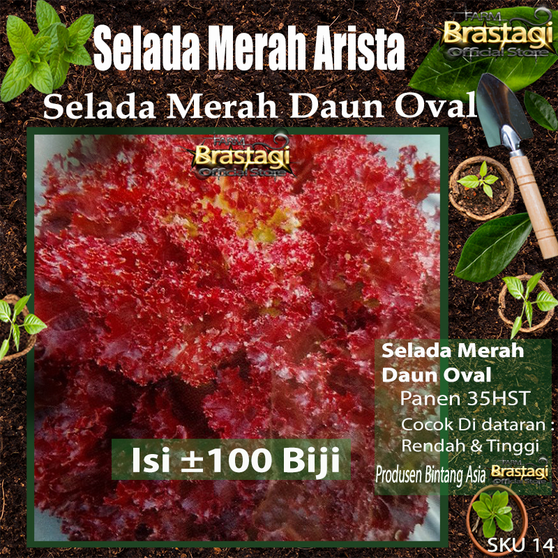 FBTG - 100 Benih Bibit Selada Merah  Daun Keriting Bergelombang Bentuk Oval - Bintang Asia - Sku 15