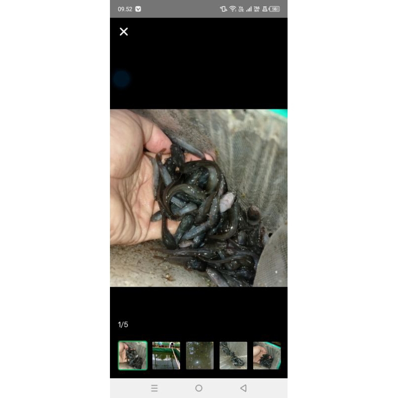 bibit ikan lele pakan ikan predator