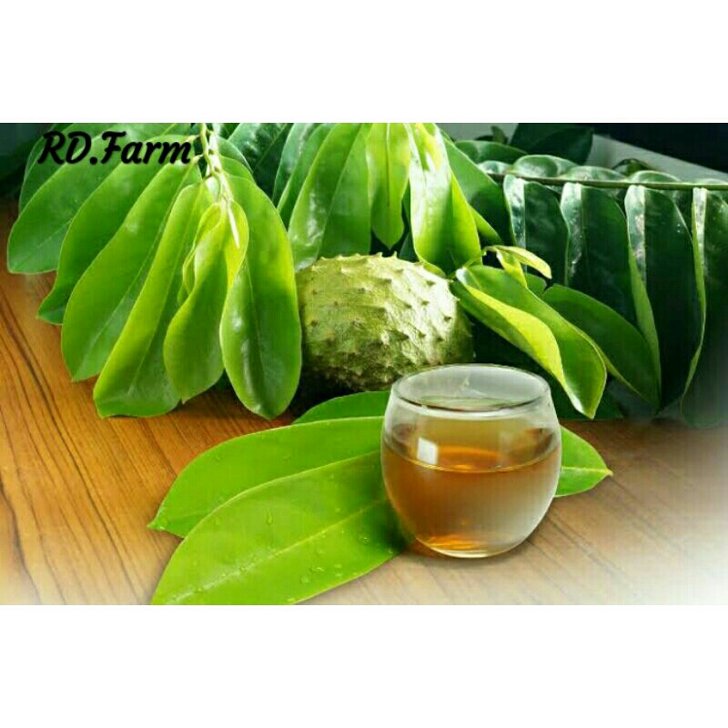 

Daun Sirsak Segar fresh 100 Lembar