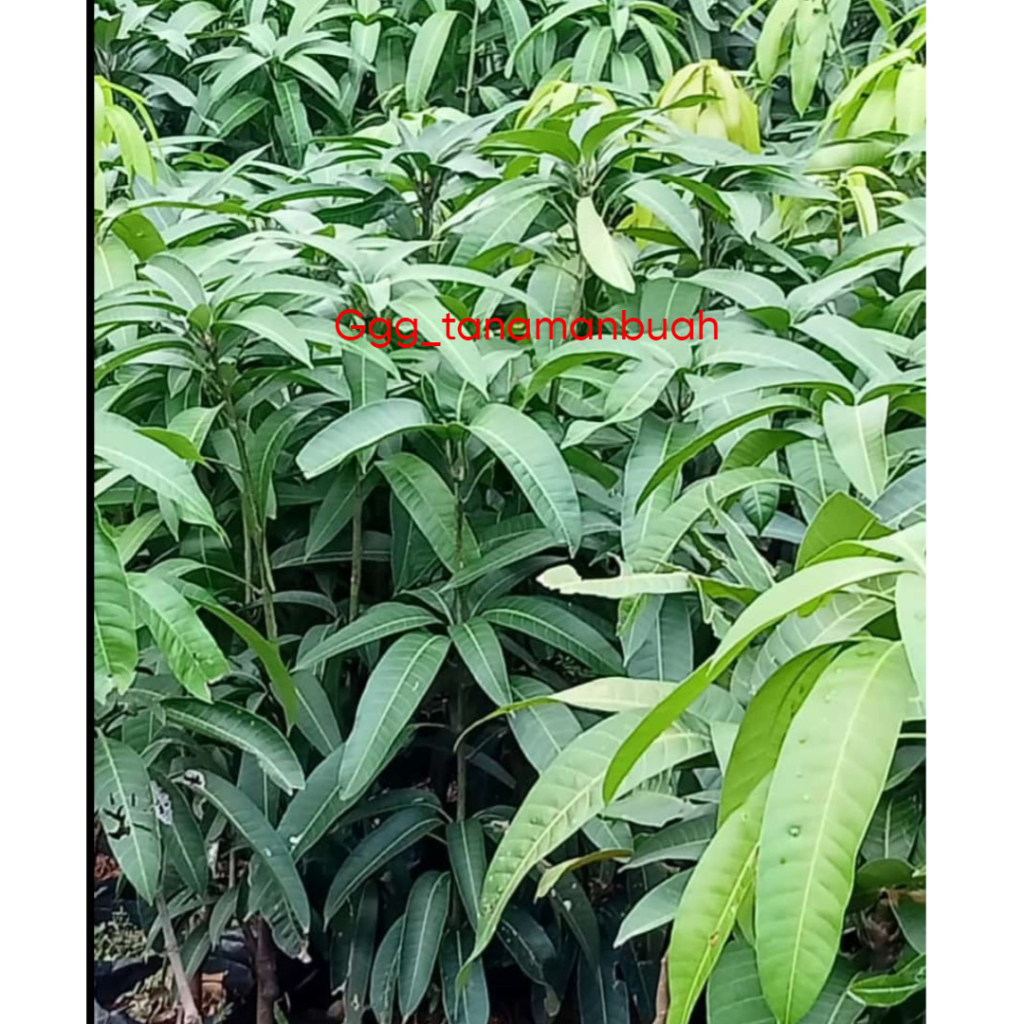 Bibit Mangga Irwin 1 Meter Up Cepat Berbuah Super