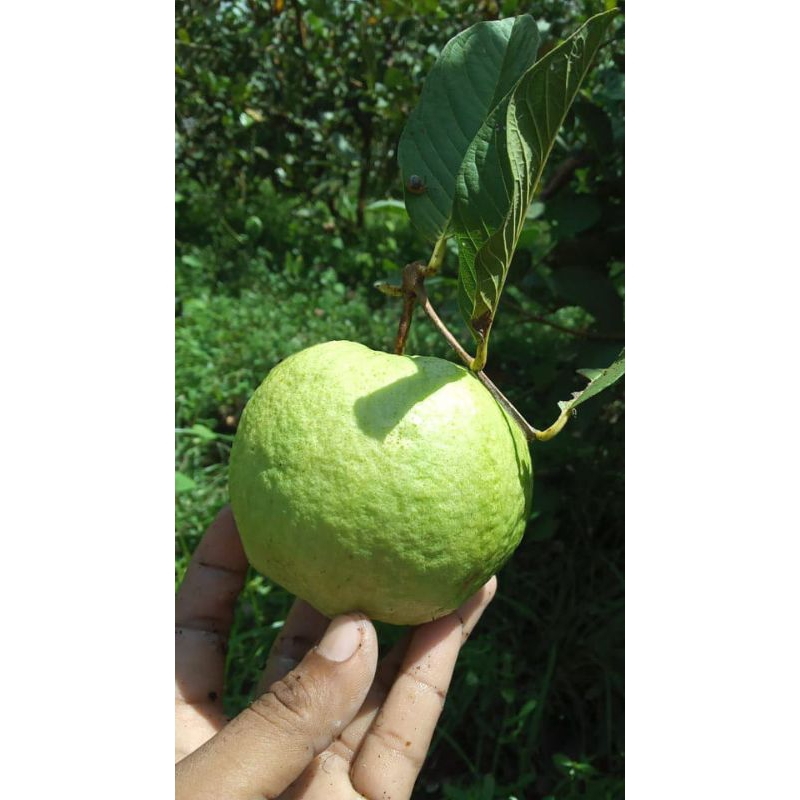 

JAMBU KRISTAL 1 KG// jambu non biji// buah fresh segar