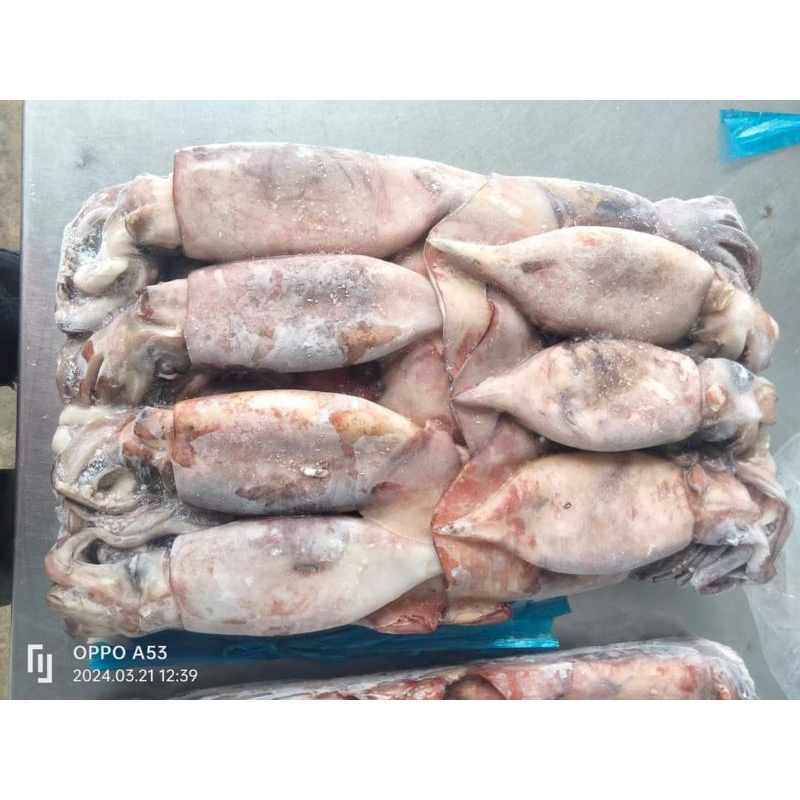 

Cumi Besar Kondom RJ Fish