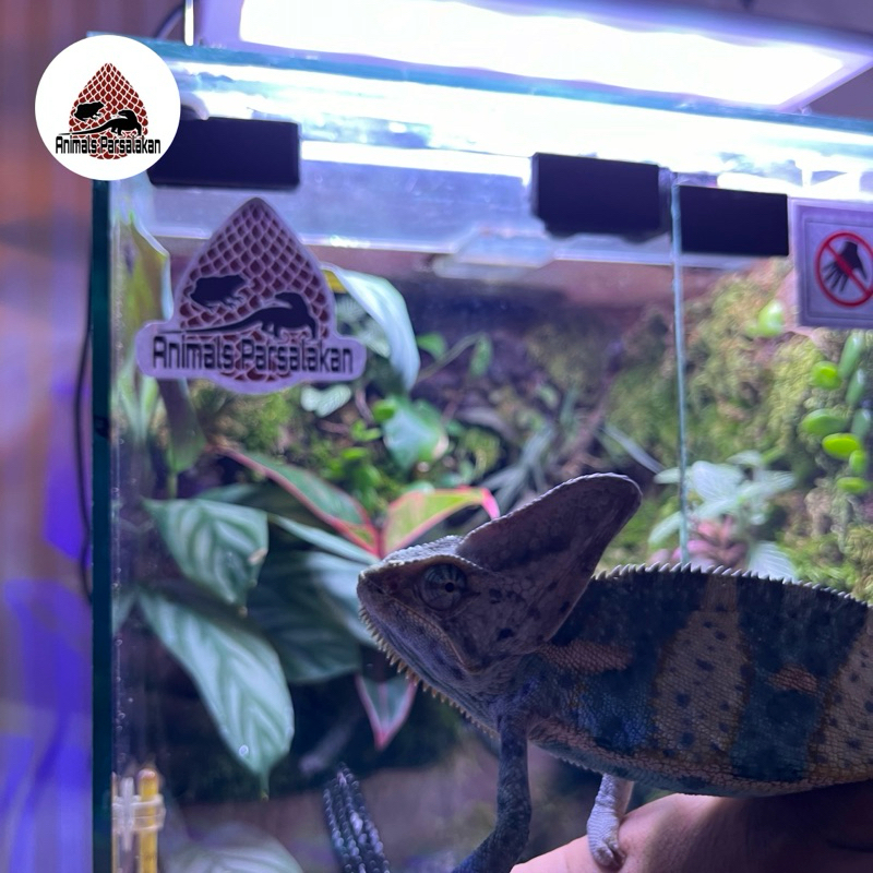 veiled chameleon jantan (adult/dewasa)