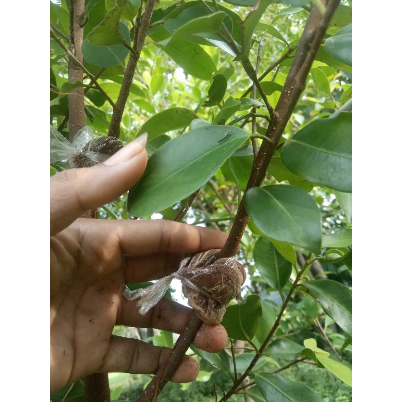 bibit bonsai iprik cangkok