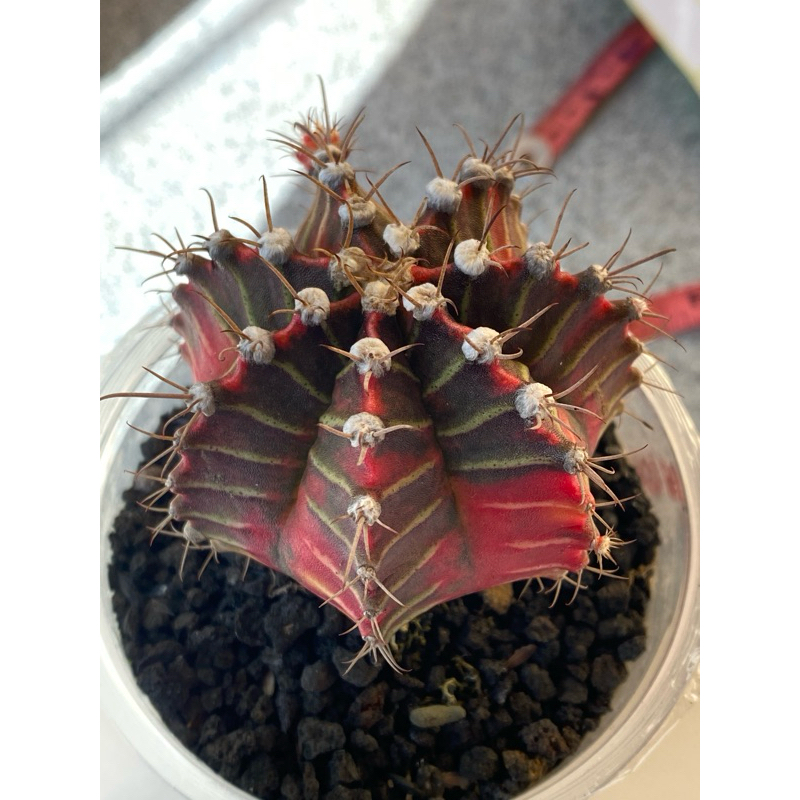 SALE Indukan Kaktus Gymno Miha / Milo / Starfire A3 d 8cm