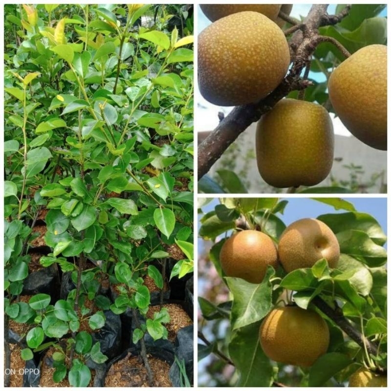 bibit buah pir hasil cangkok sudah siap berbunga