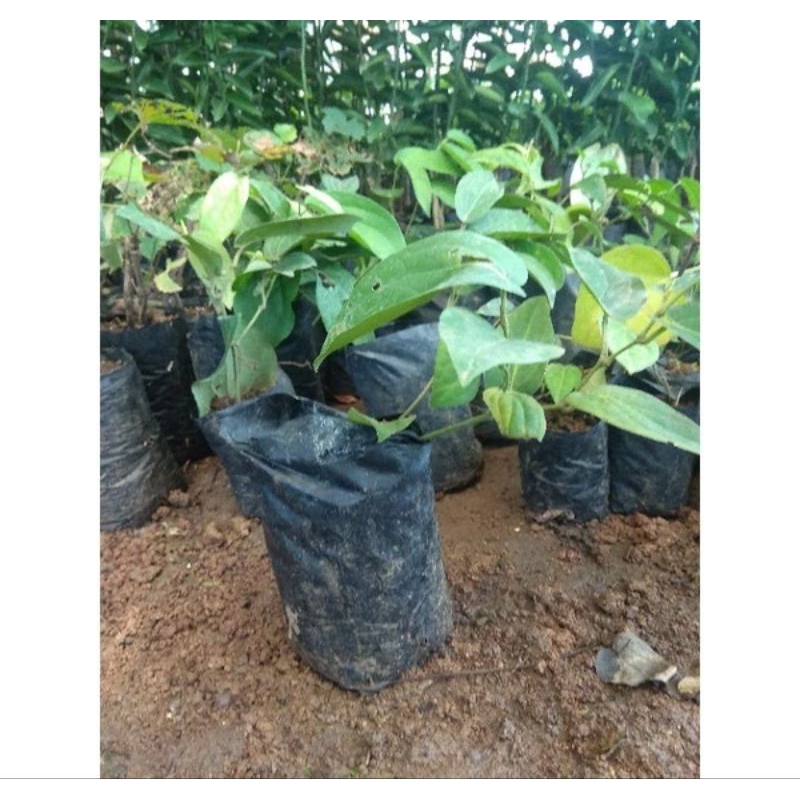 bibit Cabe Jawa (CABE Puyang)