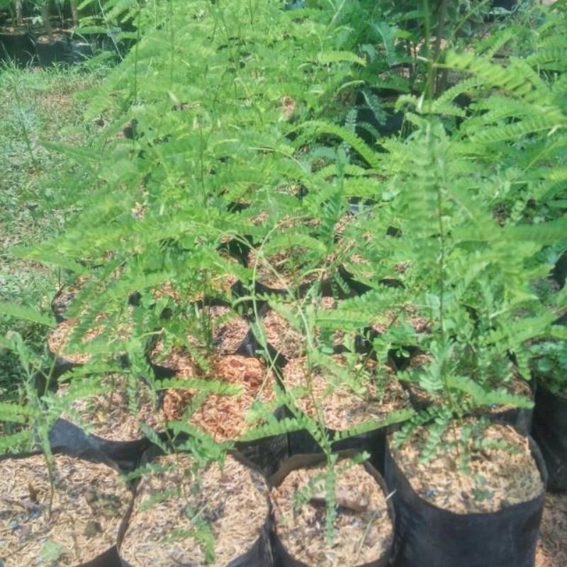 bibit tanaman saga,/ sogok tunteng beli 5 gratis 1