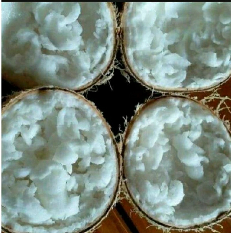 

coconut kopyor