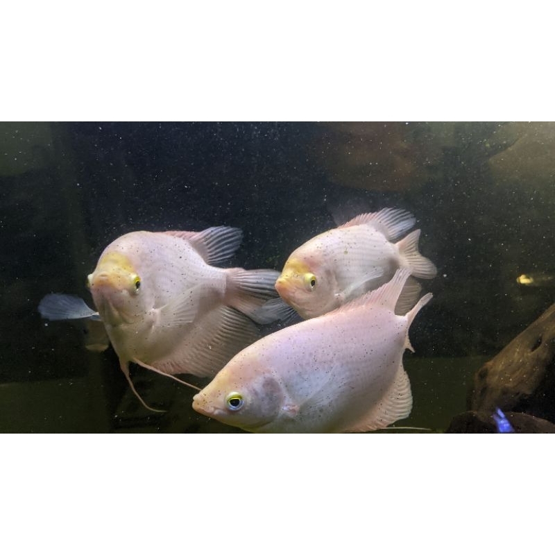 ikan hias gurami/gurame Padang ukuran 5 jari