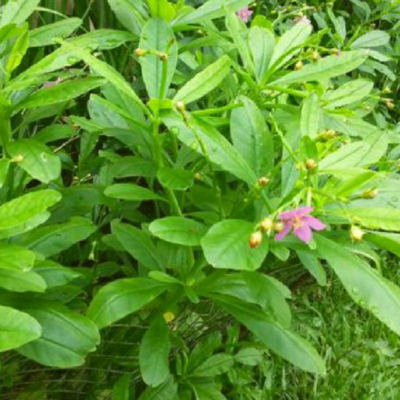 Tanaman Ginseng jawa