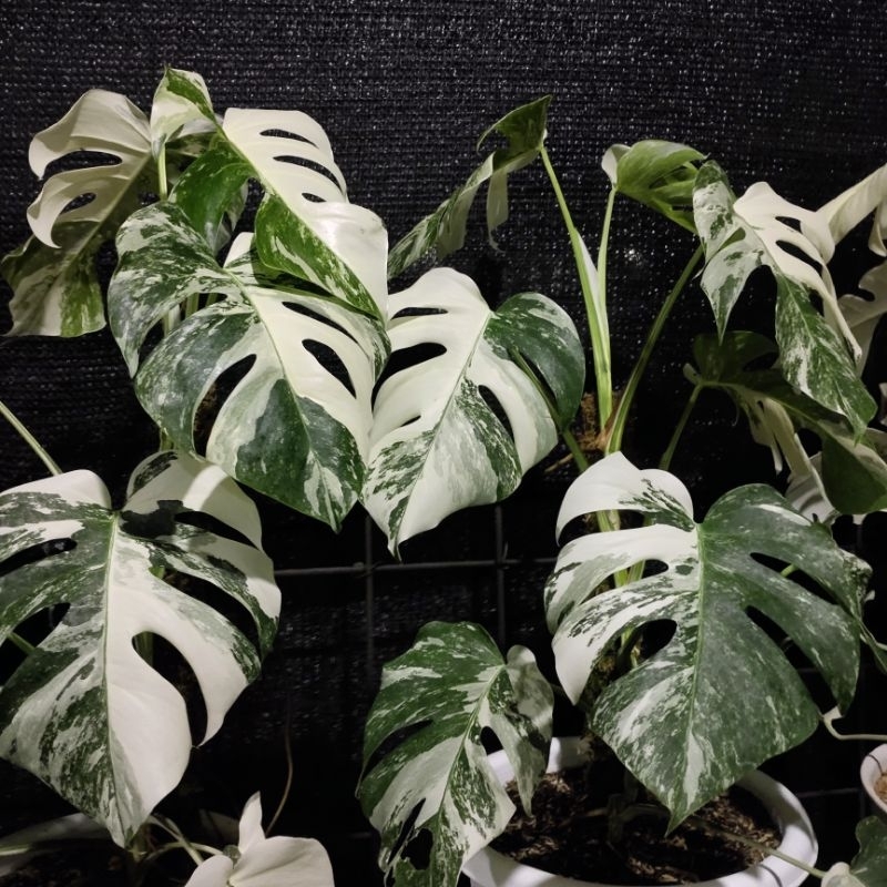 philodendron monstera varigata