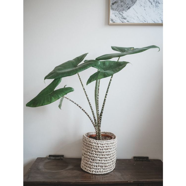 tanaman hias alocasia zebrina