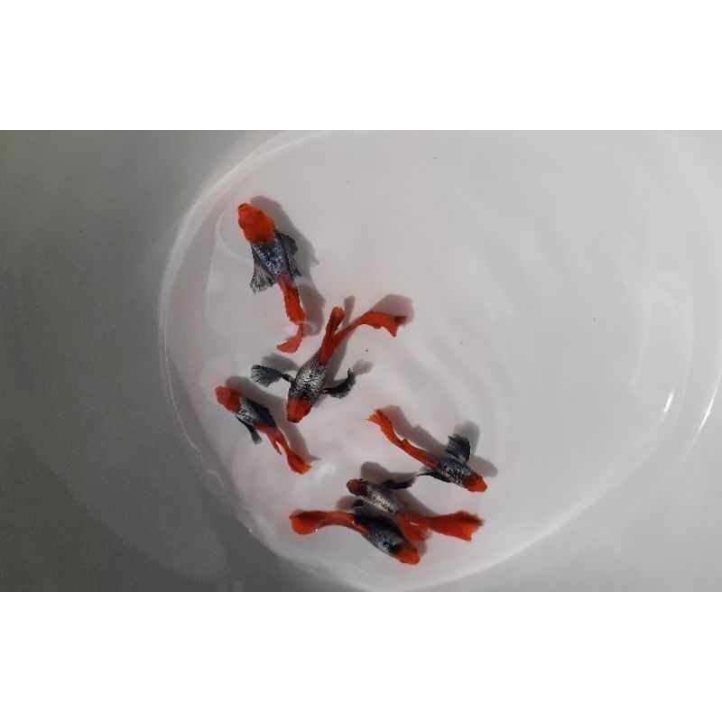 satu pasang guppy platinum red tail koi dumbo ear