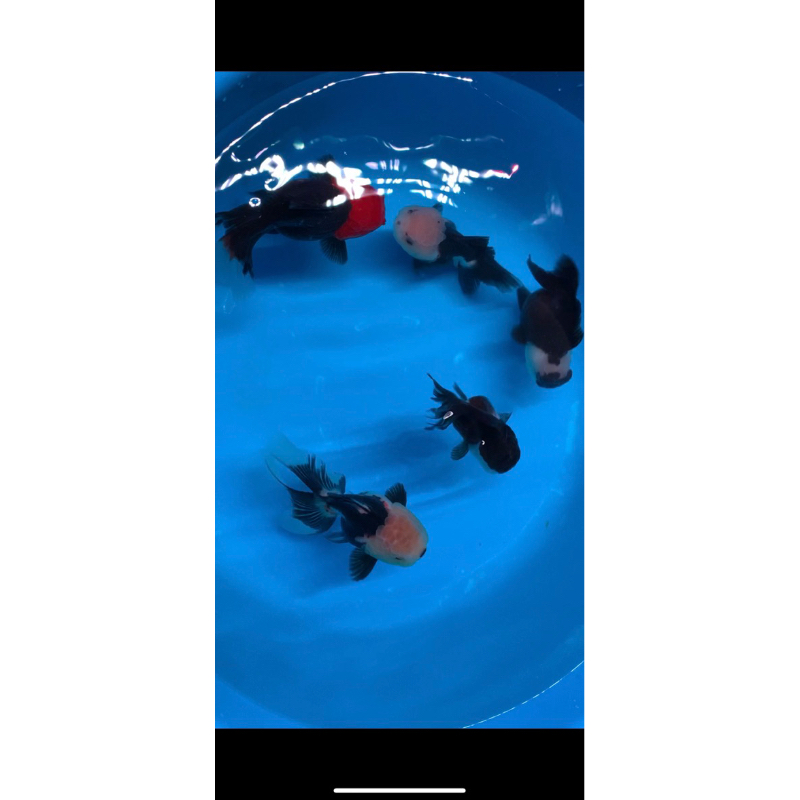 Pesanan Khusus 1 Pair Oranda Tancho & Blackwhite