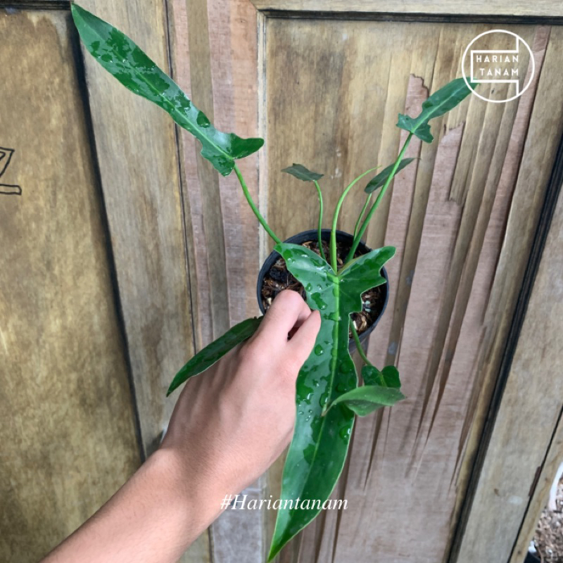 Philodendron longilobatum / dragon narrow ekonomis (Include pot + media tanam)