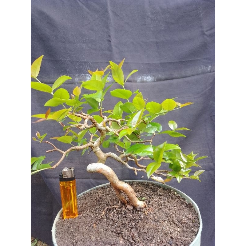 bonsai Sianto/dewandaru siap pajang