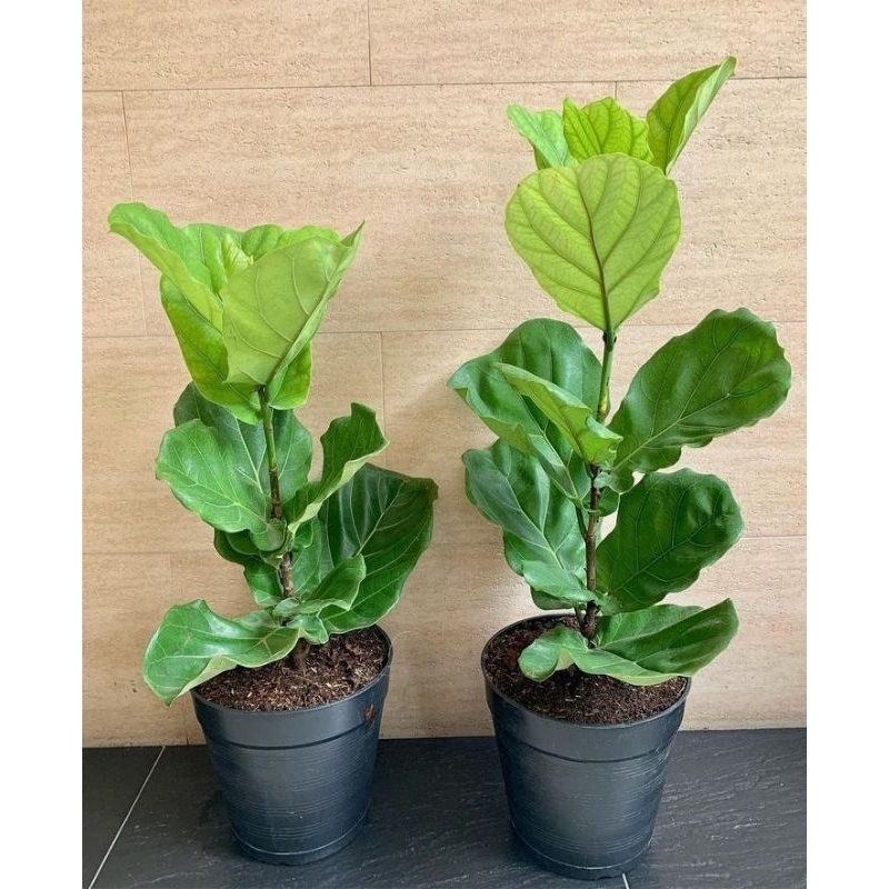 ketapang biola cantik uk 80-1m