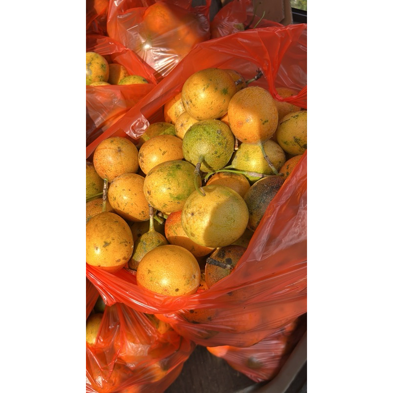 

buah markisa matang pohon