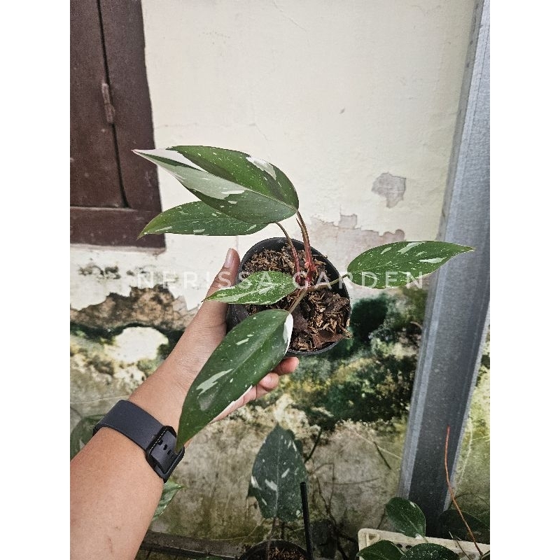 Philodendron Anderson